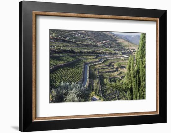 Douro Valley, Terraced Vineyards of Sandeman That Produces Port Wines-Mallorie Ostrowitz-Framed Photographic Print
