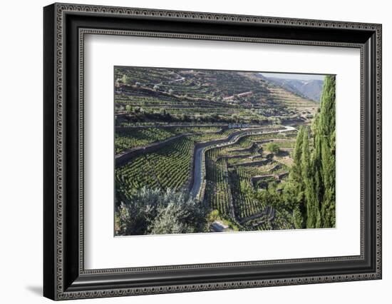 Douro Valley, Terraced Vineyards of Sandeman That Produces Port Wines-Mallorie Ostrowitz-Framed Photographic Print