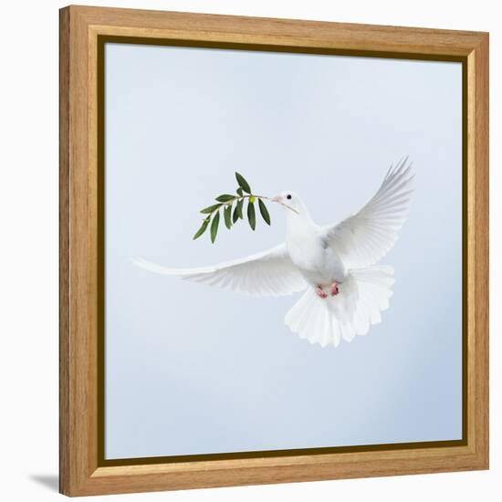 Dove in Flight Carrying Olive Branch in Beak Opeaceo-null-Framed Premier Image Canvas