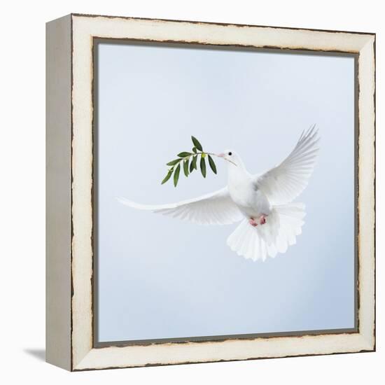 Dove in Flight Carrying Olive Branch in Beak Opeaceo-null-Framed Premier Image Canvas