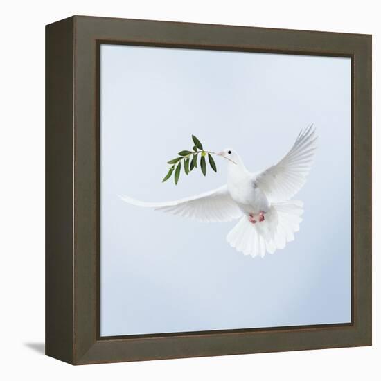 Dove in Flight Carrying Olive Branch in Beak Opeaceo-null-Framed Premier Image Canvas