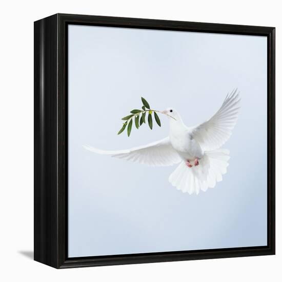 Dove in Flight Carrying Olive Branch in Beak Opeaceo-null-Framed Premier Image Canvas