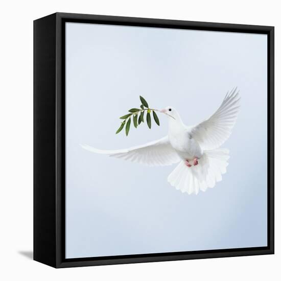 Dove in Flight Carrying Olive Branch in Beak Opeaceo-null-Framed Premier Image Canvas