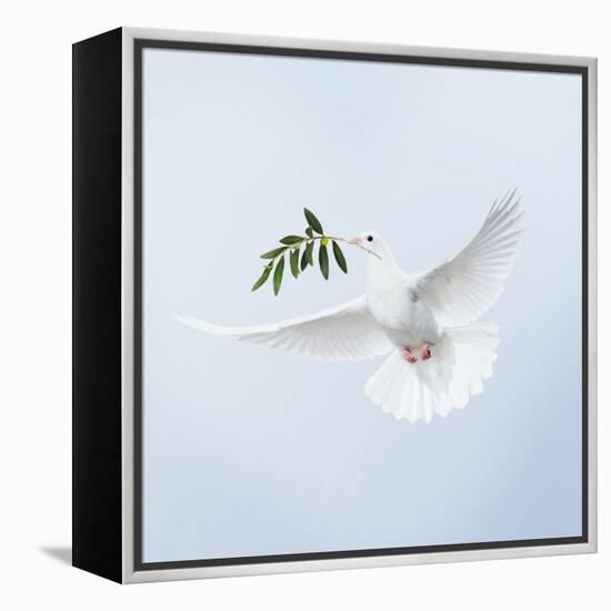 Dove in Flight Carrying Olive Branch in Beak Opeaceo-null-Framed Premier Image Canvas