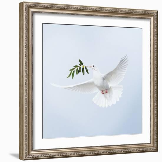 Dove in Flight Carrying Olive Branch in Beak Opeaceo-null-Framed Photographic Print