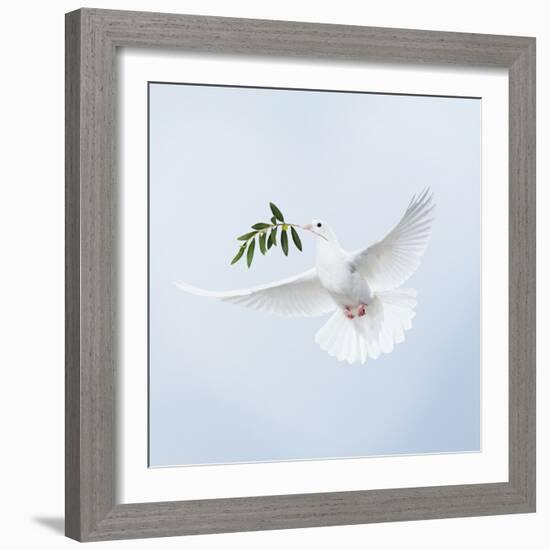 Dove in Flight Carrying Olive Branch in Beak Opeaceo-null-Framed Photographic Print