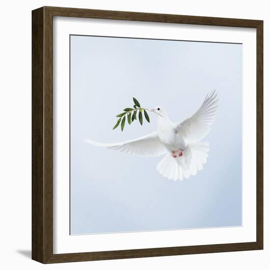 Dove in Flight Carrying Olive Branch in Beak Opeaceo-null-Framed Photographic Print
