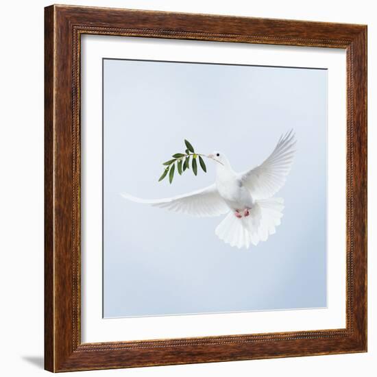 Dove in Flight Carrying Olive Branch in Beak Opeaceo-null-Framed Photographic Print