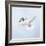 Dove in Flight Carrying Olive Branch in Beak Opeaceo-null-Framed Photographic Print