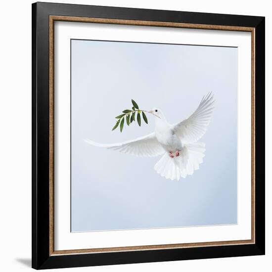 Dove in Flight Carrying Olive Branch in Beak Opeaceo-null-Framed Photographic Print