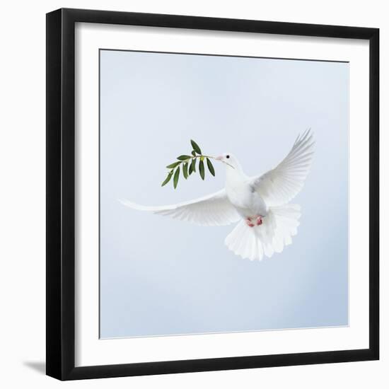 Dove in Flight Carrying Olive Branch in Beak Opeaceo--Framed Photographic Print