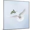 Dove in Flight Carrying Olive Branch in Beak Opeaceo-null-Mounted Photographic Print