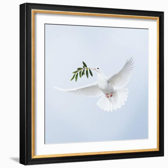 Dove in Flight Carrying Olive Branch in Beak Opeaceo-null-Framed Photographic Print