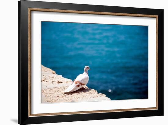 Dove on Wall by Sea-Felipe Rodriguez-Framed Photographic Print