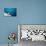 Dove on Wall by Sea-Felipe Rodriguez-Mounted Photographic Print displayed on a wall