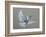 Dove-Banksy-Framed Art Print