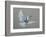 Dove-Banksy-Framed Art Print