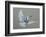 Dove-Banksy-Framed Art Print