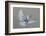 Dove-Banksy-Framed Art Print