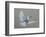 Dove-Banksy-Framed Art Print