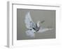 Dove-Banksy-Framed Art Print