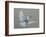 Dove-Banksy-Framed Art Print