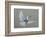 Dove-Banksy-Framed Giclee Print