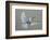 Dove-Banksy-Framed Giclee Print