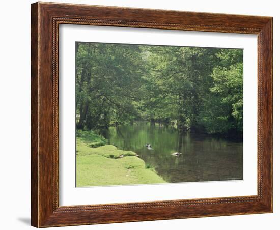 Dovedale (Dove Dale), Derbyshire, England, United Kingdom-Michael Busselle-Framed Photographic Print