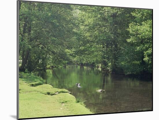 Dovedale (Dove Dale), Derbyshire, England, United Kingdom-Michael Busselle-Mounted Photographic Print