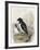 Dovekie (Alle Alle)-null-Framed Giclee Print