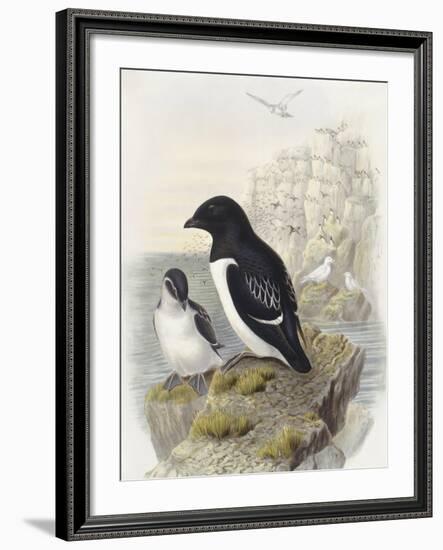 Dovekie (Alle Alle)--Framed Giclee Print