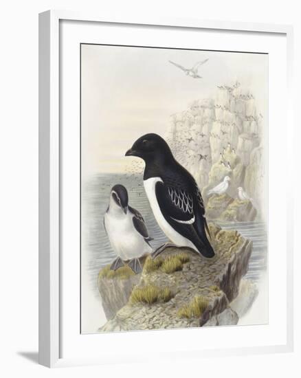 Dovekie (Alle Alle)-null-Framed Giclee Print