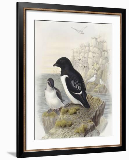 Dovekie (Alle Alle)-null-Framed Giclee Print