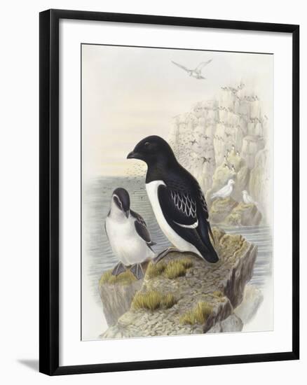 Dovekie (Alle Alle)-null-Framed Giclee Print