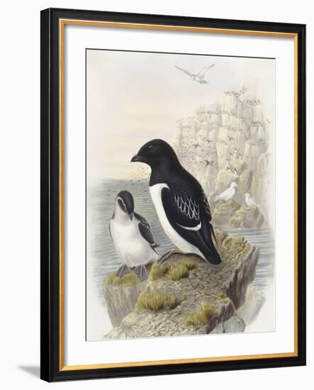 Dovekie (Alle Alle)-null-Framed Giclee Print