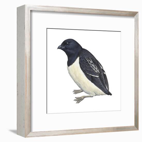 Dovekie (Plautus Alle), Birds-Encyclopaedia Britannica-Framed Art Print