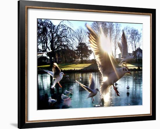 Doves are Seen on a Small Lake in Timmendorfer Strand, Northern Germany-null-Framed Photographic Print