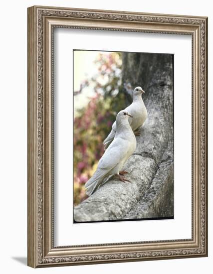 Doves Sitting on Tree Branch, in Chapultepec Park-John Dominis-Framed Photographic Print