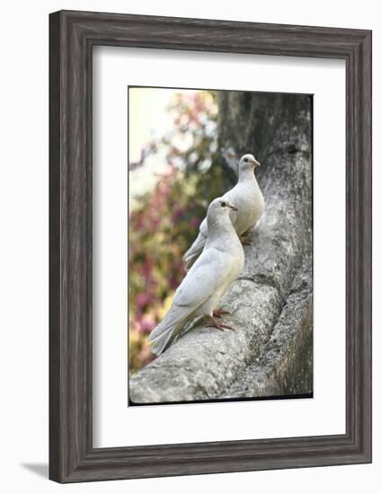 Doves Sitting on Tree Branch, in Chapultepec Park-John Dominis-Framed Photographic Print