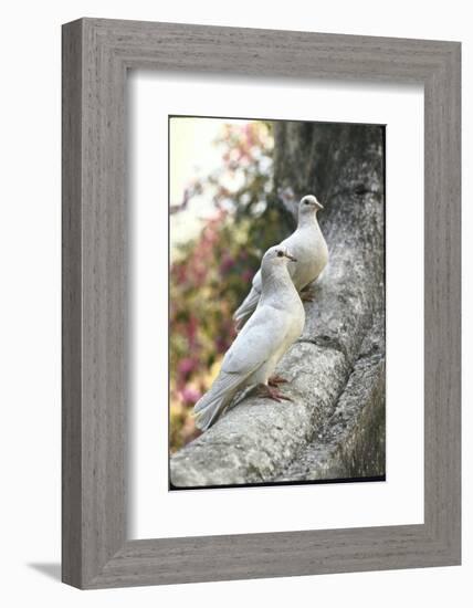 Doves Sitting on Tree Branch, in Chapultepec Park-John Dominis-Framed Photographic Print