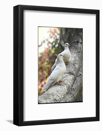 Doves Sitting on Tree Branch, in Chapultepec Park-John Dominis-Framed Photographic Print