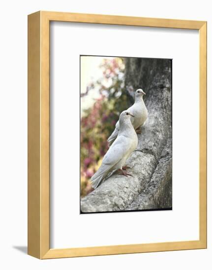 Doves Sitting on Tree Branch, in Chapultepec Park-John Dominis-Framed Photographic Print