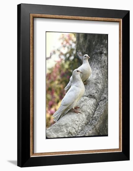 Doves Sitting on Tree Branch, in Chapultepec Park-John Dominis-Framed Photographic Print