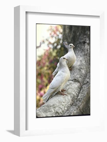 Doves Sitting on Tree Branch, in Chapultepec Park-John Dominis-Framed Photographic Print