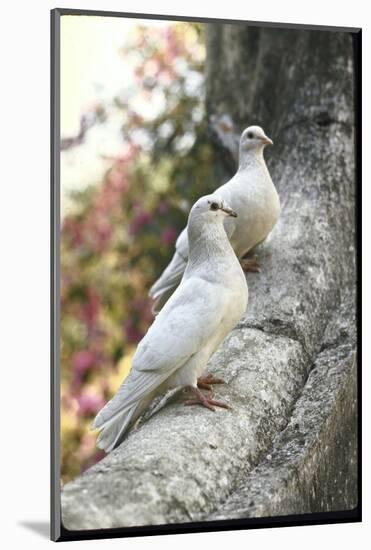 Doves Sitting on Tree Branch, in Chapultepec Park-John Dominis-Mounted Photographic Print