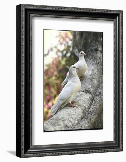 Doves Sitting on Tree Branch, in Chapultepec Park-John Dominis-Framed Photographic Print