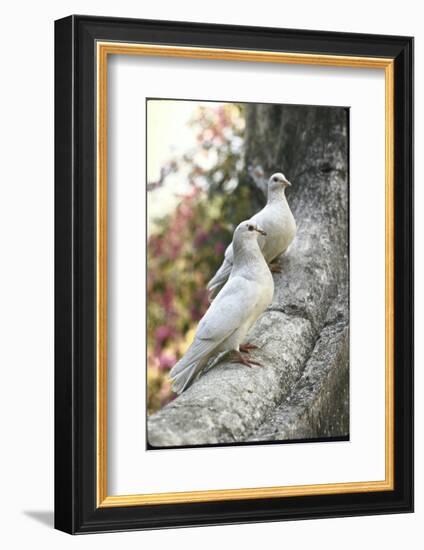 Doves Sitting on Tree Branch, in Chapultepec Park-John Dominis-Framed Photographic Print