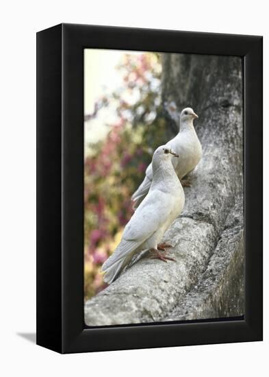 Doves Sitting on Tree Branch, in Chapultepec Park-John Dominis-Framed Premier Image Canvas