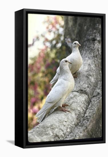 Doves Sitting on Tree Branch, in Chapultepec Park-John Dominis-Framed Premier Image Canvas